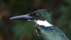 Chloroceryle amazona