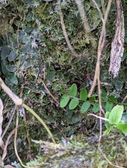 Marcgravia rectiflora