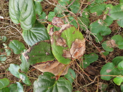 Cameraria gaultheriella