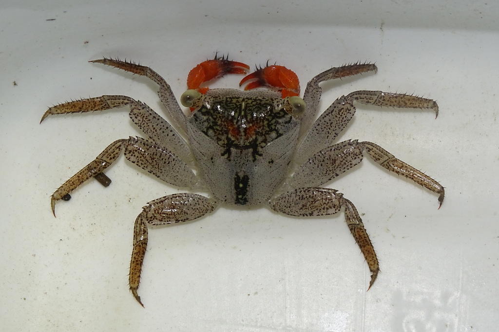 Aratus pacificus
