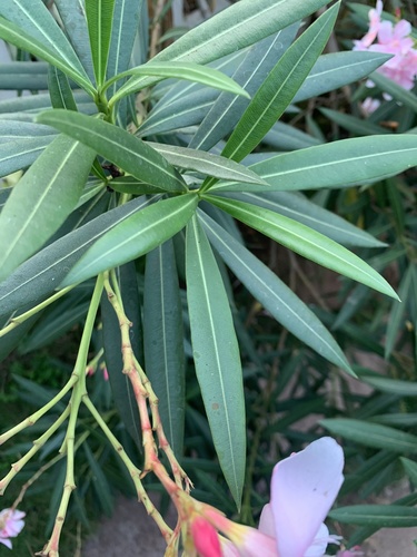 Nerium oleander