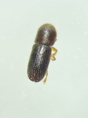 Xyleborinus saxesenii