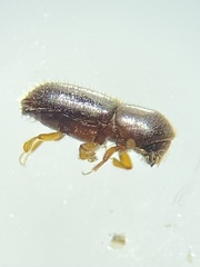 Xyleborinus saxesenii
