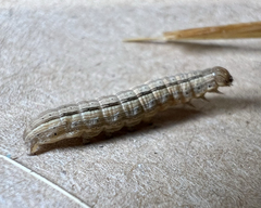 Leucania phragmitidicola