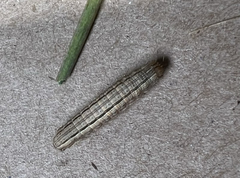 Leucania phragmitidicola
