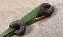 Apamea cariosa