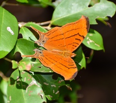 Marpesia eleuchea