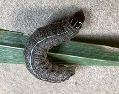 Apamea cariosa