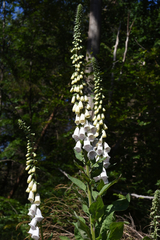 Digitalis purpurea