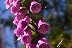 Digitalis purpurea