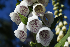 Digitalis purpurea