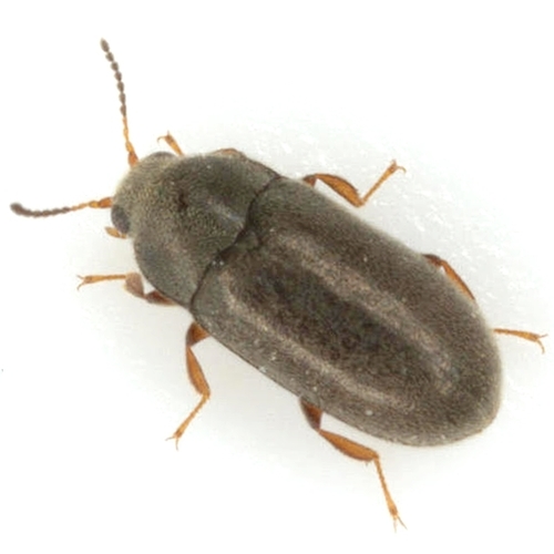 Throscinus schwarzi