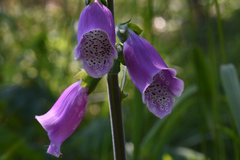 Digitalis purpurea