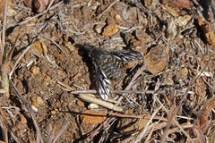 Conophorus fenestratus