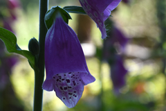 Digitalis purpurea