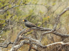 Rhopospina carbonaria