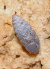 Chondrina avenacea