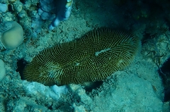 Ctenactis crassa