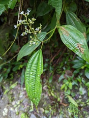 Miconia laevigata