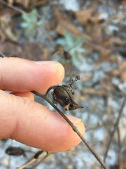 Aureolaria pectinata