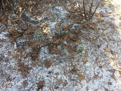 Aureolaria pectinata