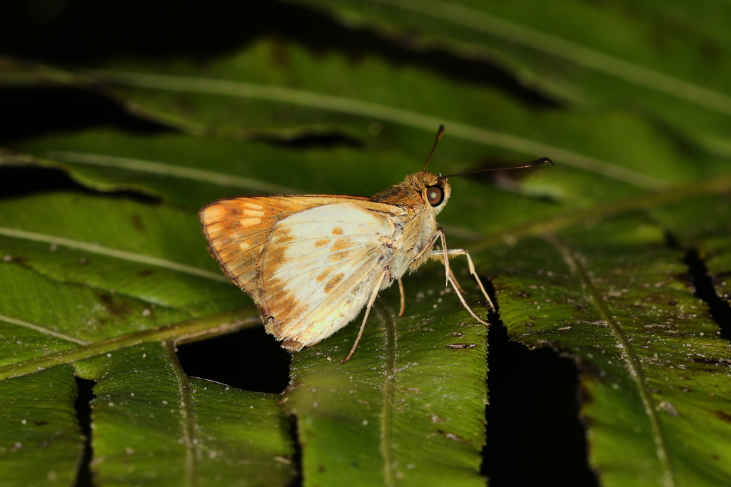 Saturnus reticulata
