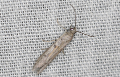 Meyrickiella homosema