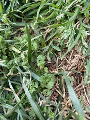 Alchemilla australis