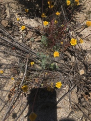 Eriogonum elegans