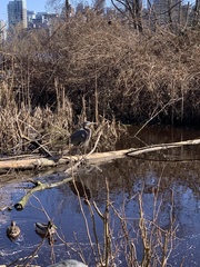 Ardea herodias fannini
