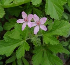 Erodium malacoides