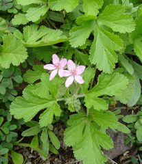 Erodium malacoides