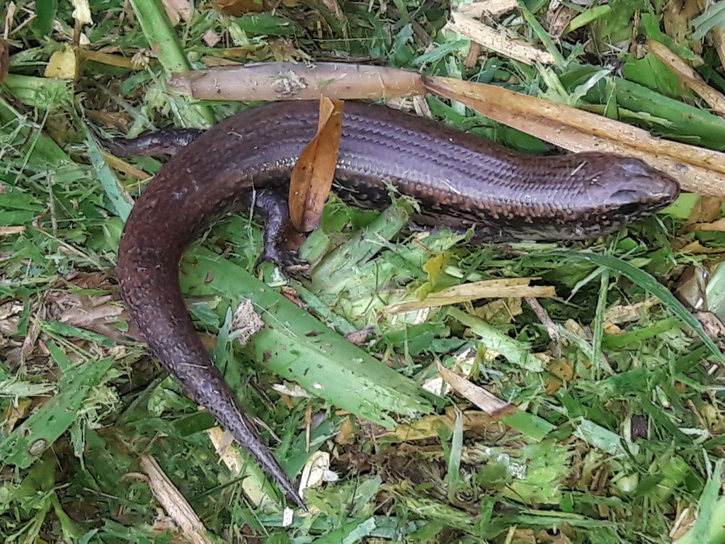 Gardiner's Burrowing Skink