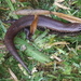 Gardiner's Burrowing Skink - Photo (c) Juan José Areso, some rights reserved (CC BY-NC), uploaded by Juan José Areso