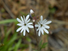 Lithophragma parviflorum