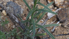 Cryptantha muricata jonesii