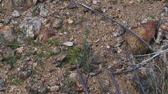 Cryptantha muricata jonesii
