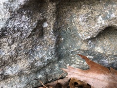 Leprocaulon adhaerens