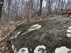 Leprocaulon adhaerens