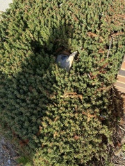 Chenolea diffusa