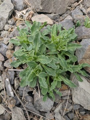 Silene csereii