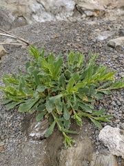 Silene csereii