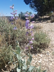 Penstemon pachyphyllus congestus