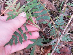 Polymnia laevigata