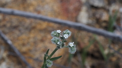 Cryptantha muricata jonesii