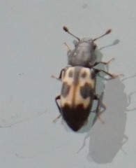 Glischrochilus confluentus