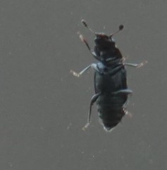 Glischrochilus confluentus
