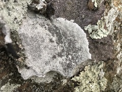 Lecanora subimmergens