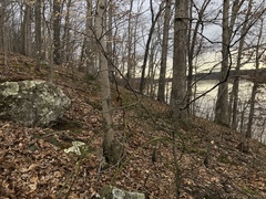 Lecanora subimmergens