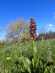 Himantoglossum robertianum